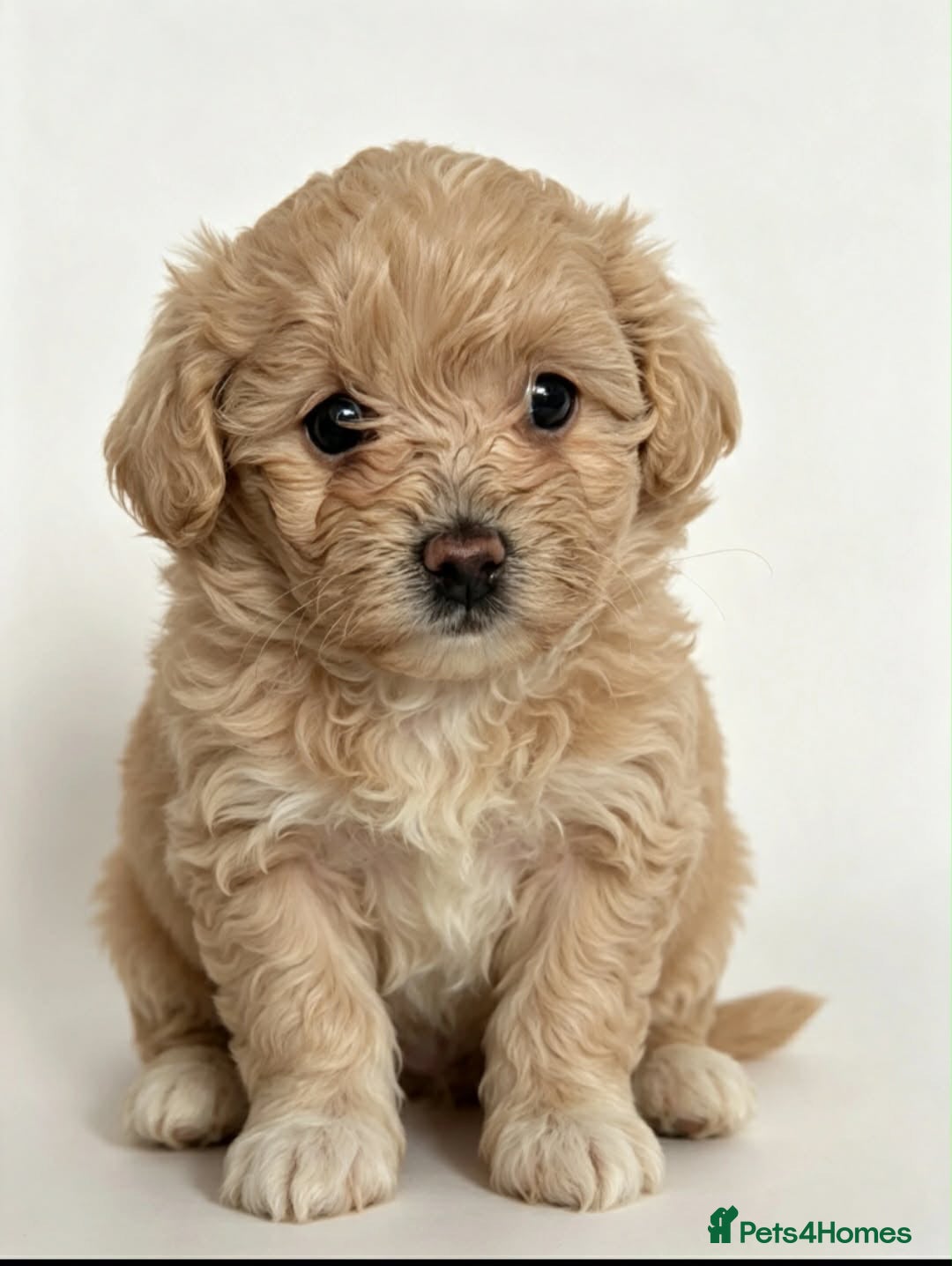 Maltipoo dogs 🐾 Beautiful Maltipoo girl 🎀💝 - Advert 1