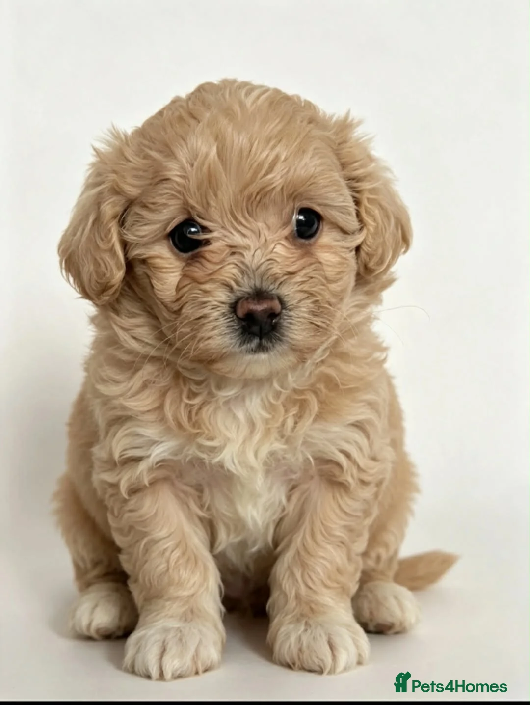 Maltipoo dogs for sale: 🐾 Beautiful Maltipoo girl 🎀💝 - Advert 1