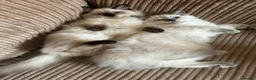 Ragdoll cats for sale: 😸🐾Pure Ragdoll kitties😸🐾 2 male & 1 female🐾😸 - Advert 29