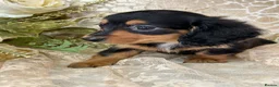 Miniature Dachshund dogs for sale: KC Long Coat Miniature Dachshund Puppies - Advert 17