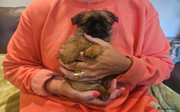 Griffon Bruxellois dogs for sale: Exceptionally confident beautys - Image 14