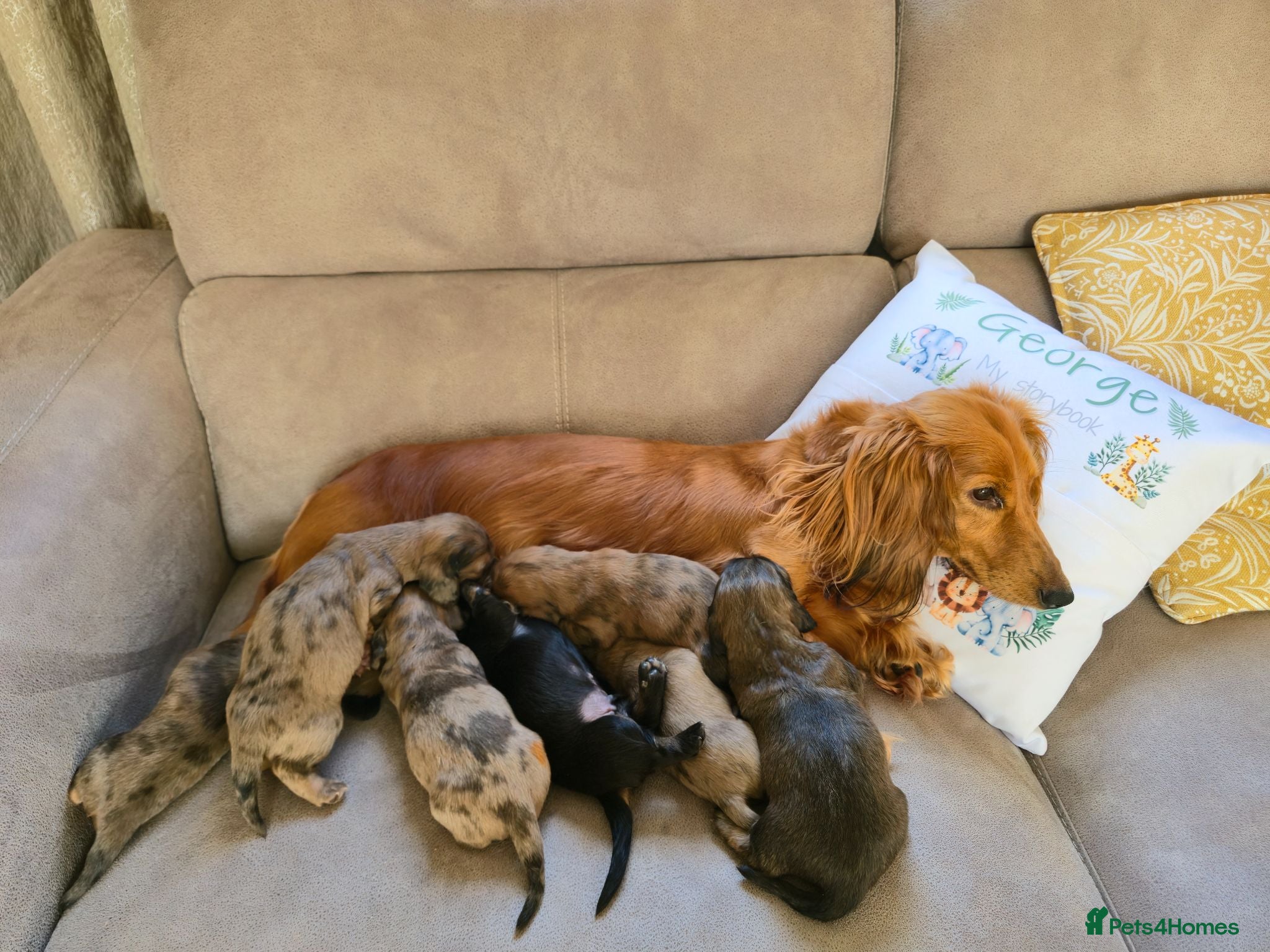 Dachshund dogs Standard Long Haired Dachshunds - Advert 1