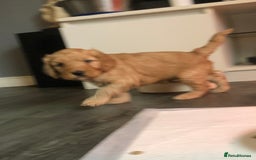 Cockapoo dogs for sale: Stunning cockapoo boys for sale  - Image 6