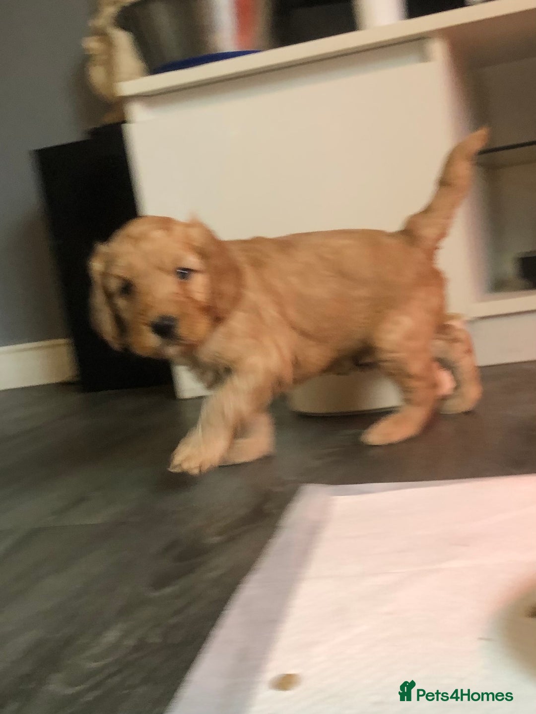 Cockapoo dogs for sale: Stunning cockapoo boys for sale  - Image 6