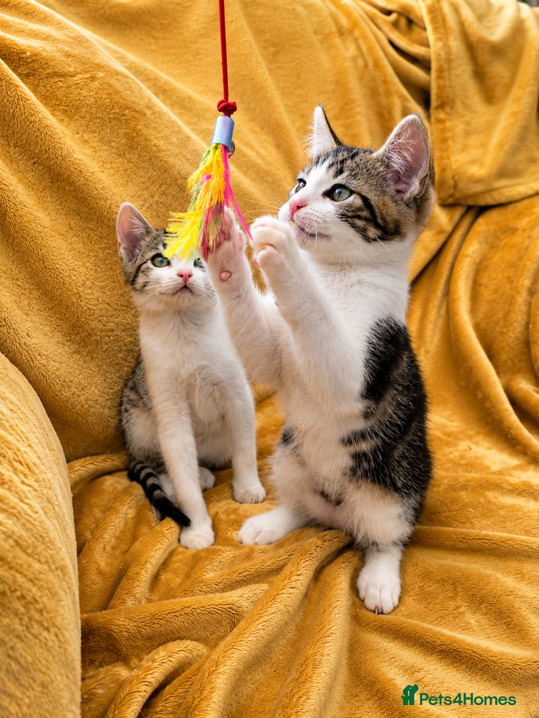 Mixed Breed cats for sale: 5 Beautiful Kittens Who Adore Human Company - Advert 6