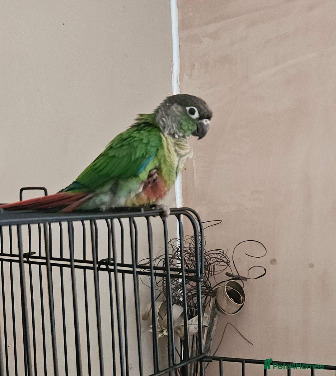 Conures birds for sale: CONURE For sale Around 6month old tamed and reared - Advert 6