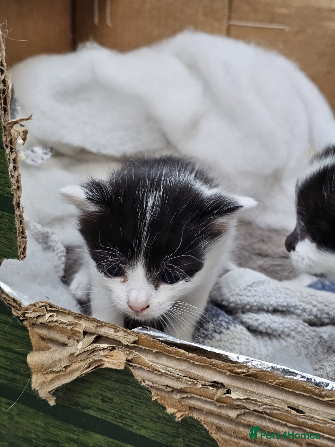 Domestic Shorthair cats for sale: mother cat and 4 kittens all together - Image 4