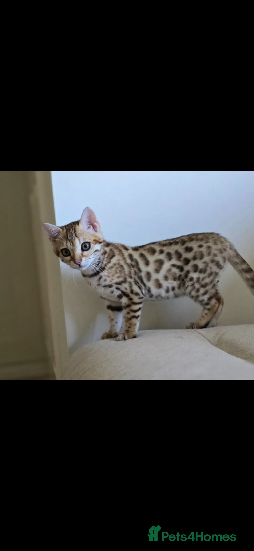 Bengal cats for sale: Tica registered brown bengal girl  - Advert 2