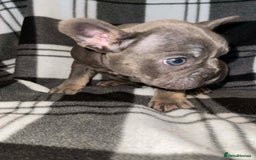 French Bulldog dogs for sale: Beautiful French bull dog puppies  - Advert 8