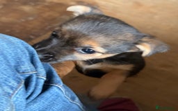 Mixed Breed dogs for sale: Tiny and beautiful  - Image 8