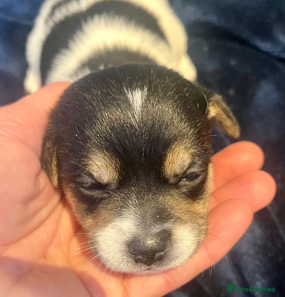 Mixed Breed dogs for sale: First litter of 7 Jack Russel puppies  - Image 18