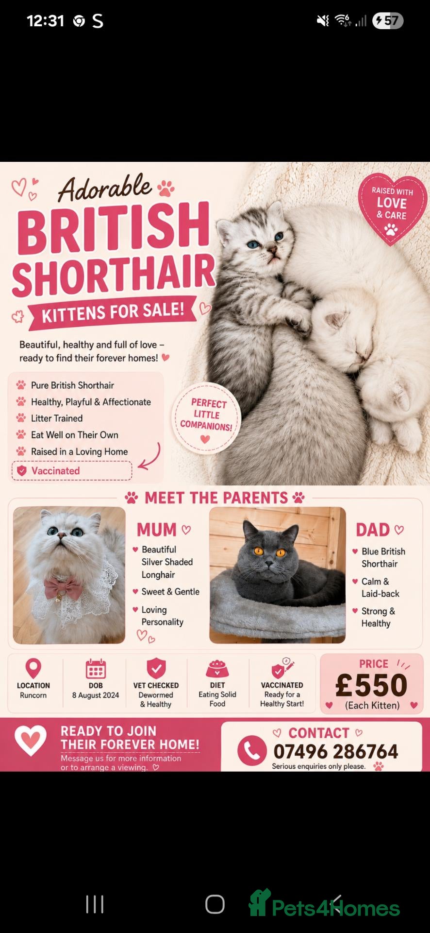 British Shorthair cats British short hair kittens  - Advert 17