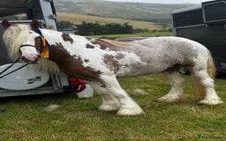 Irish Cob horses for sale: Asby Mills cob lightly backed  - Image 1
