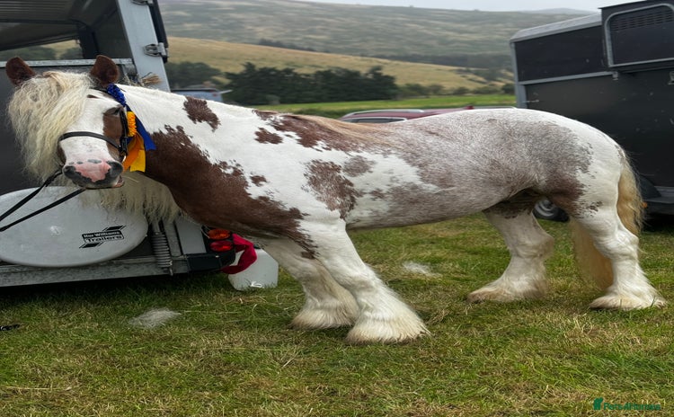 Irish Cob horses - Advert 1