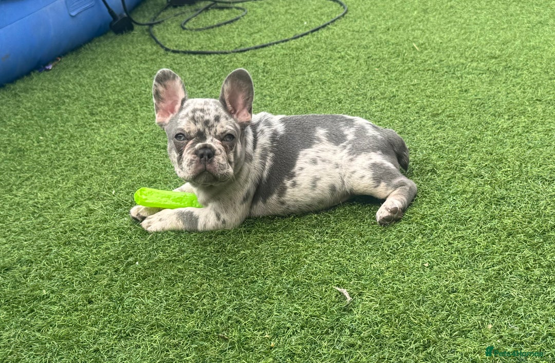 French Bulldog dogs for sale: Last girl left French bulldog - Image 15