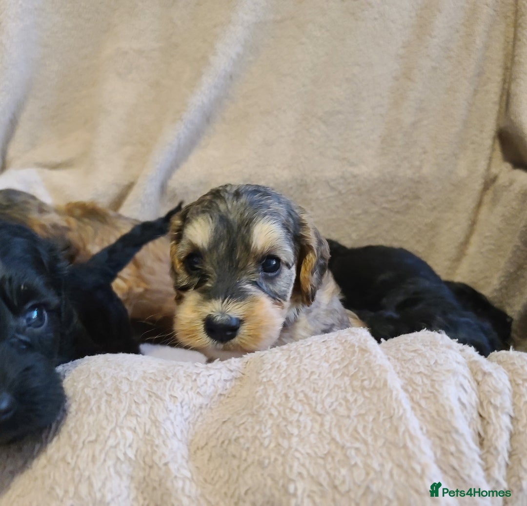 Cockapoo dogs for sale: Super Socialised F1 Cockapoo Puppies. DNA TESTED.  - Image 26