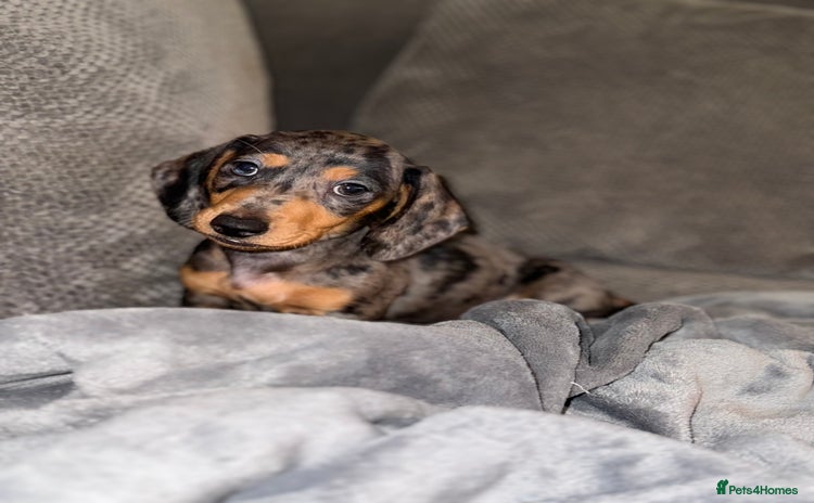 Miniature Dachshund dogs - Advert 12