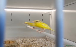 Canaries birds for sale: Irish fancy canary  - Image 2