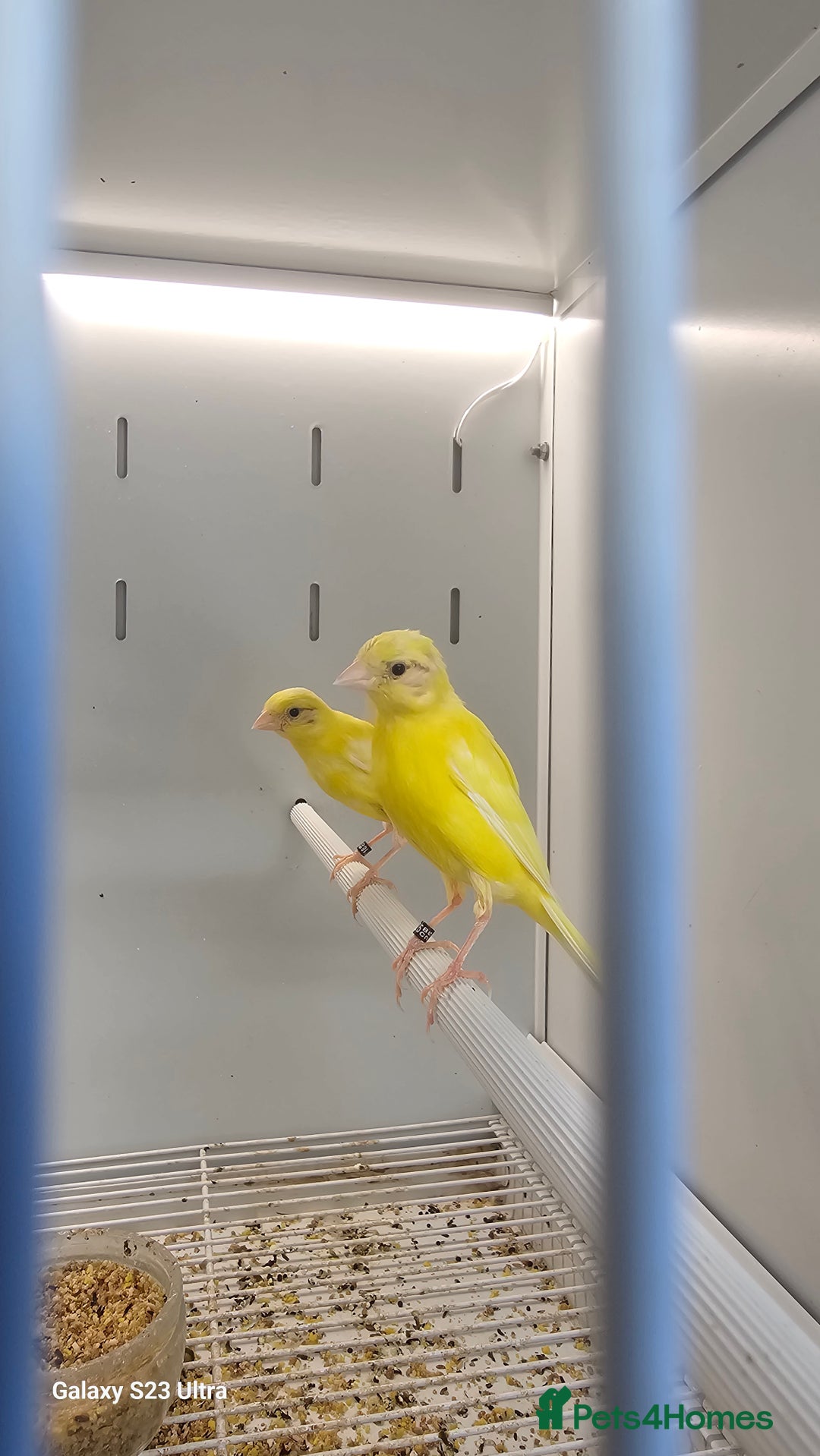 Canaries birds for sale: Irish fancy canary  - Image 2