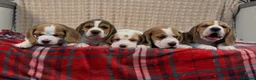 Beagle dogs for sale: BEAUTIFUL (SHOW TYPE) BEAGLE PUPPIES READY NOW - Advert 5
