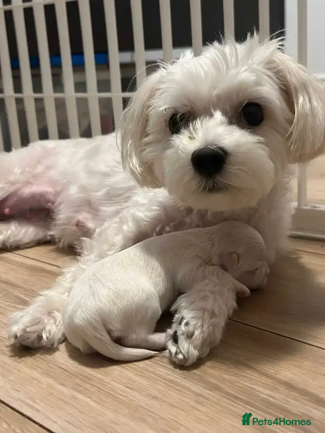 Maltese dogs for sale: Smart, playful Maltese Puppies - Image 6