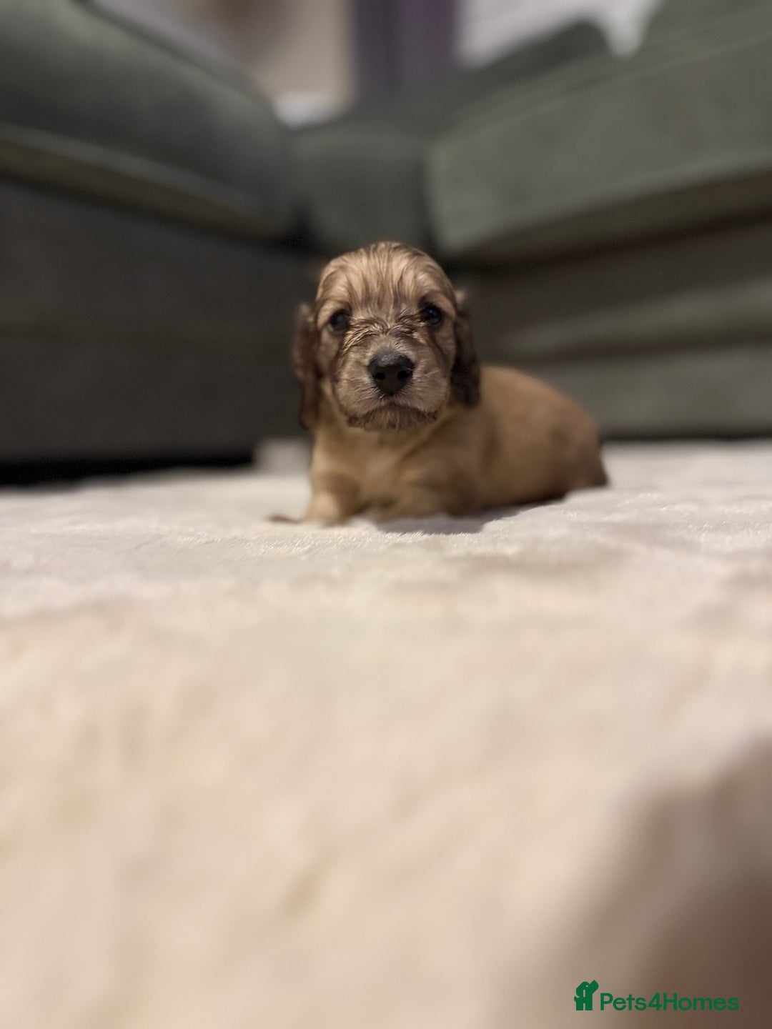 Miniature Dachshund dogs for sale: Shaded cream boy ready now - Advert 7