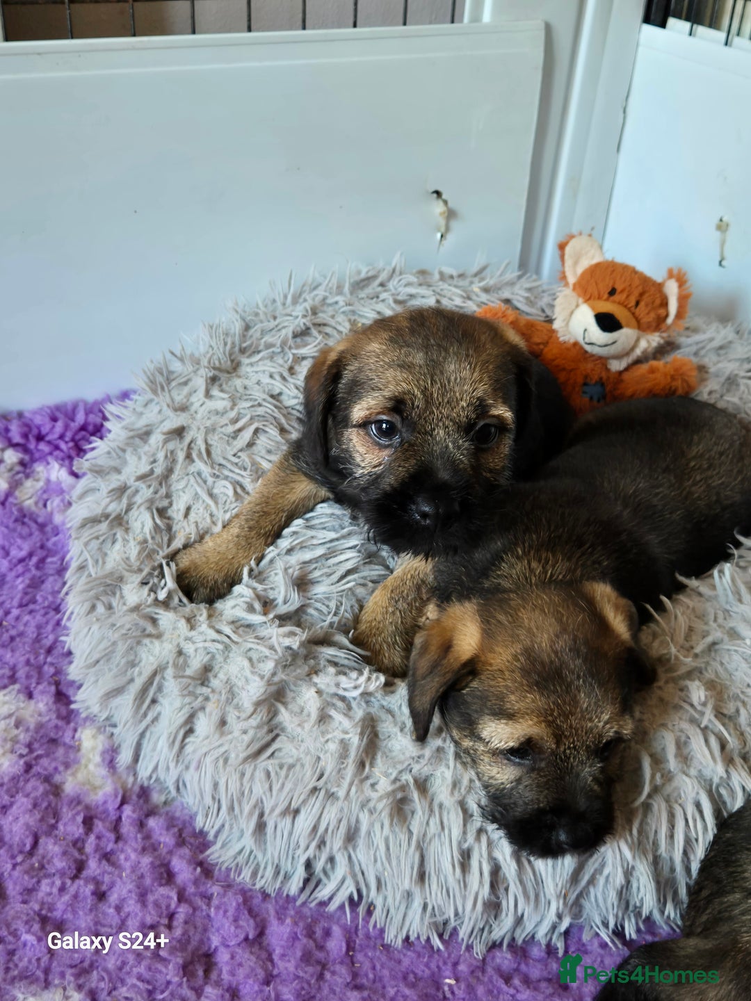 Border Terrier dogs for sale: Border terriers puppys - Image 7