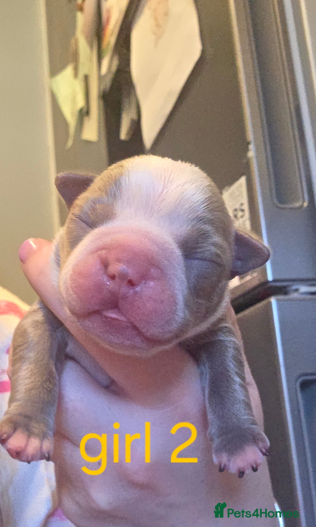 Boston Terrier dogs for sale: Beautiful Blue Bostons  - Image 16