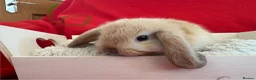 Mini Lop rabbits for sale: Gorgeous mini lops for sale  - Advert 7