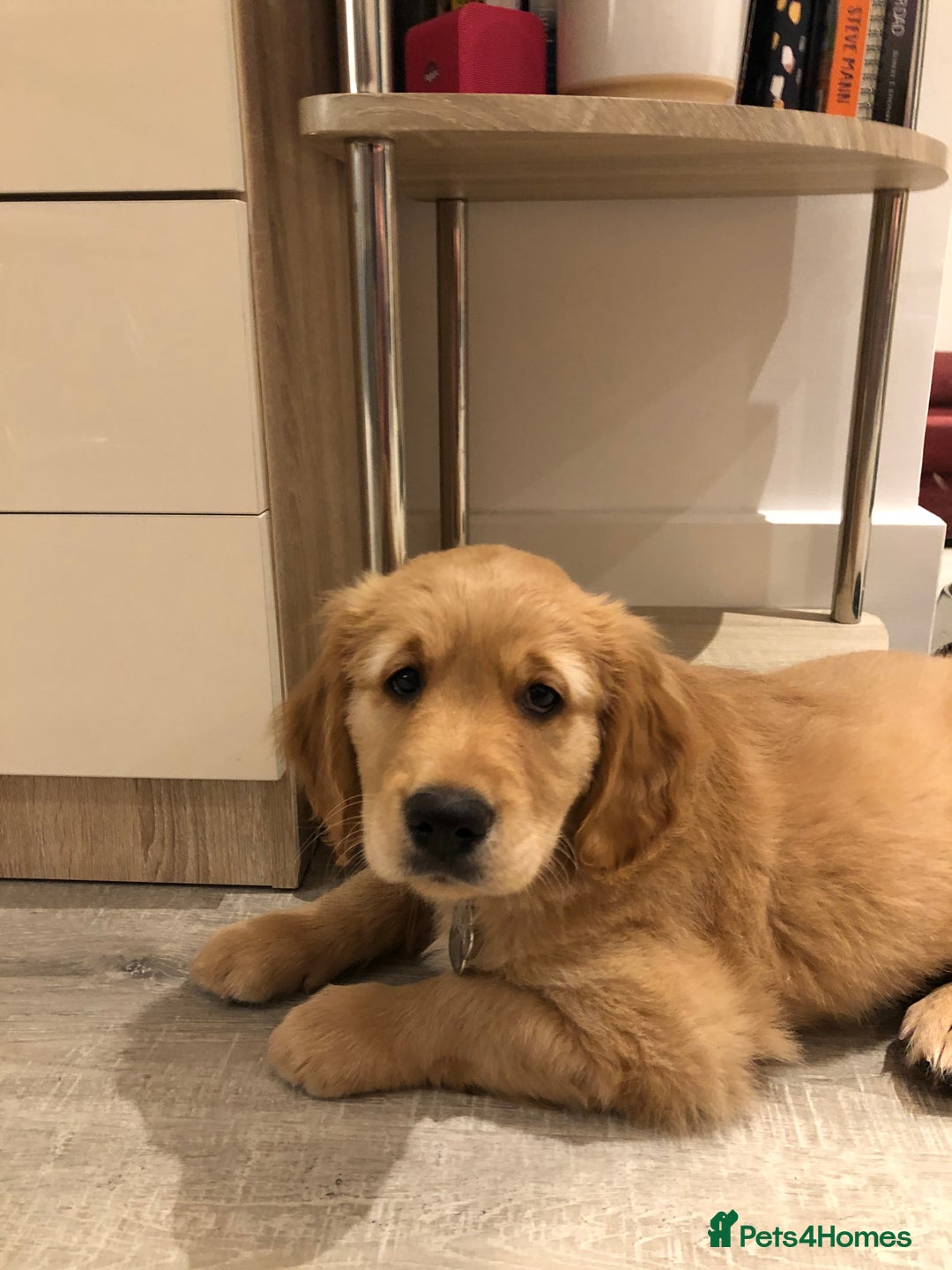 Golden Retriever dogs for stud: Stunning golden retriever stud - Advert 5