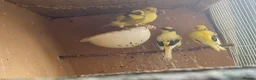 Canaries birds for sale: 4 Fife Canaries  - Advert 2