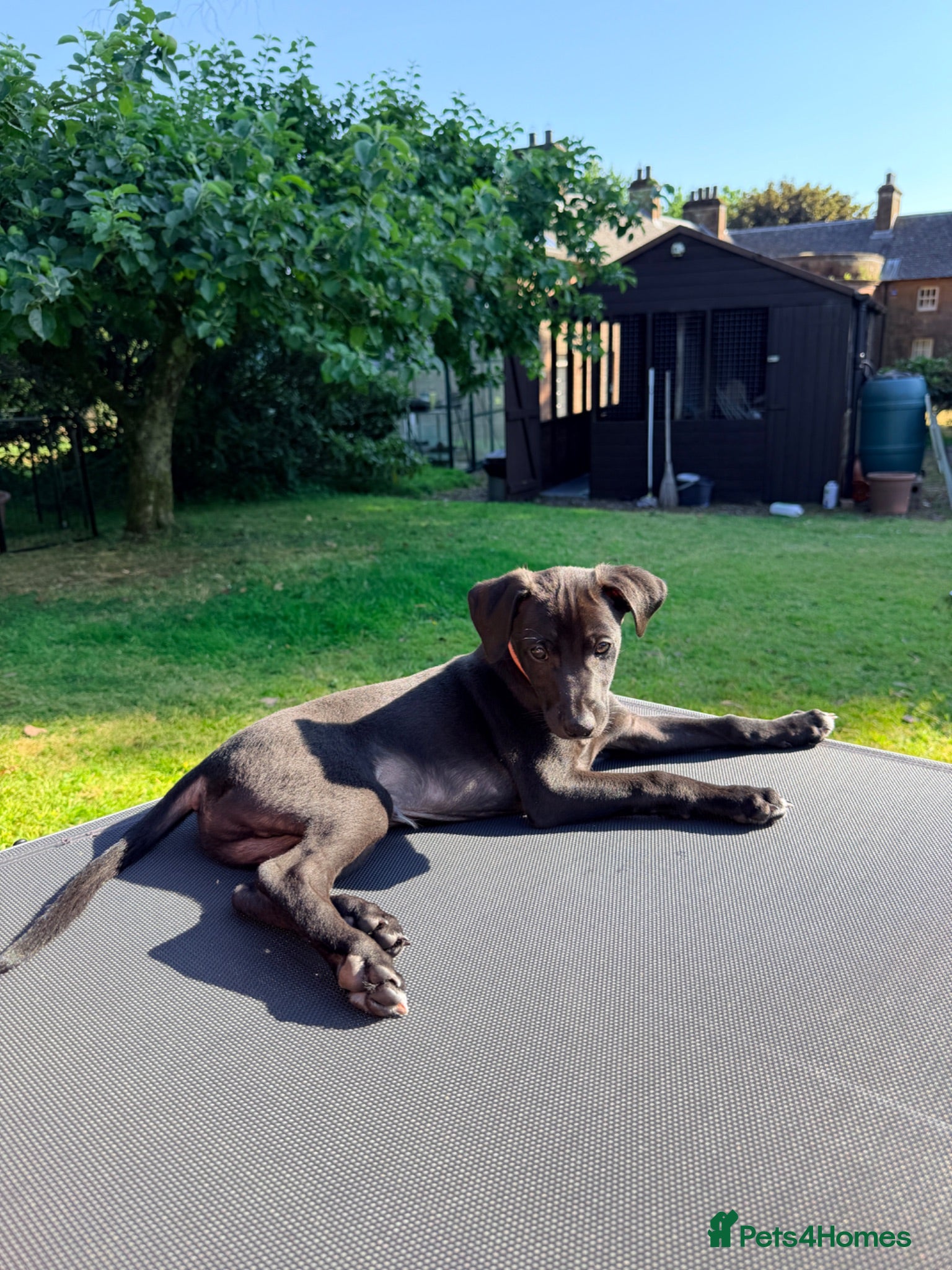 Lurcher dogs Rare small lurchers Beddywhippet x Iggy - Advert 2