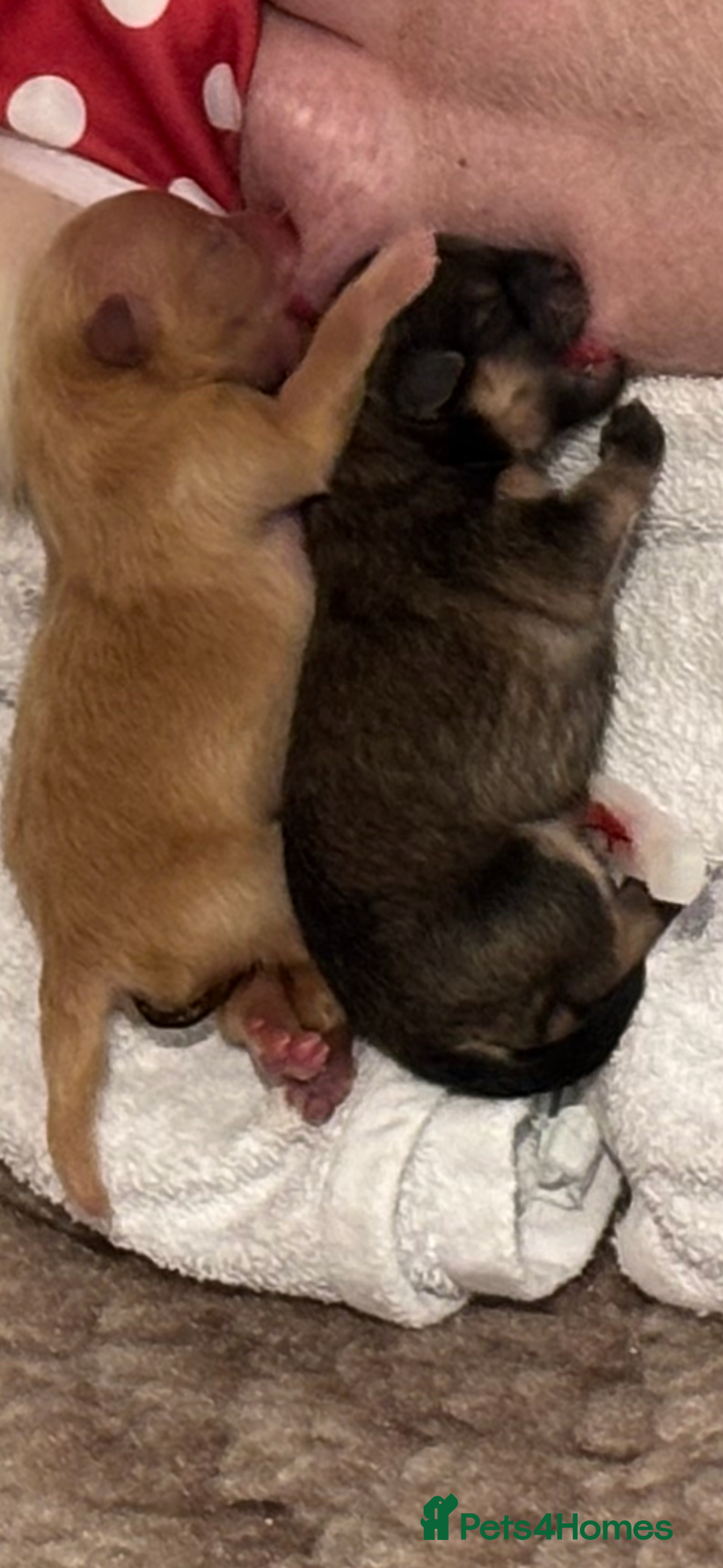 Pomeranian dogs for sale: Pomeranian girl puppies - Advert 4