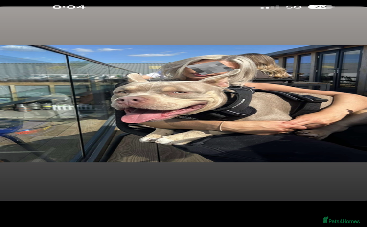 American Bully dogs 🖤BUGZY AMERICAN BULLY STUD🖤 - Advert 15