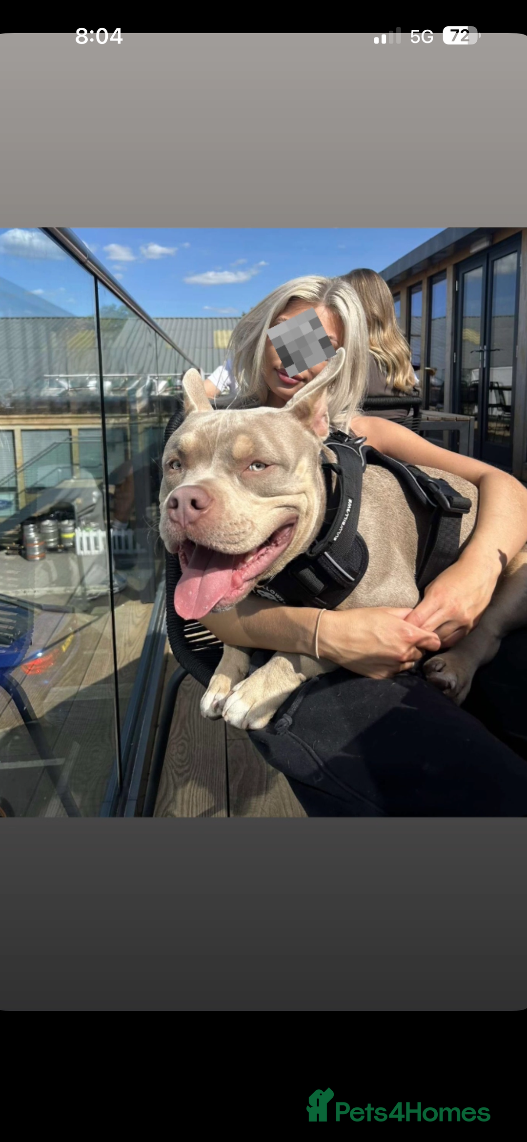 American Bully dogs for stud: 🖤BUGZY AMERICAN BULLY STUD🖤 - Advert 1