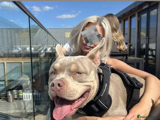 American Bully dogs 🖤BUGZY AMERICAN BULLY STUD🖤 - Advert 1