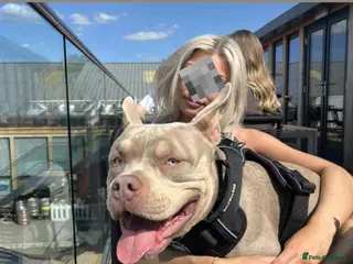 American Bully dogs 🖤BUGZY AMERICAN BULLY STUD🖤 - Advert 3