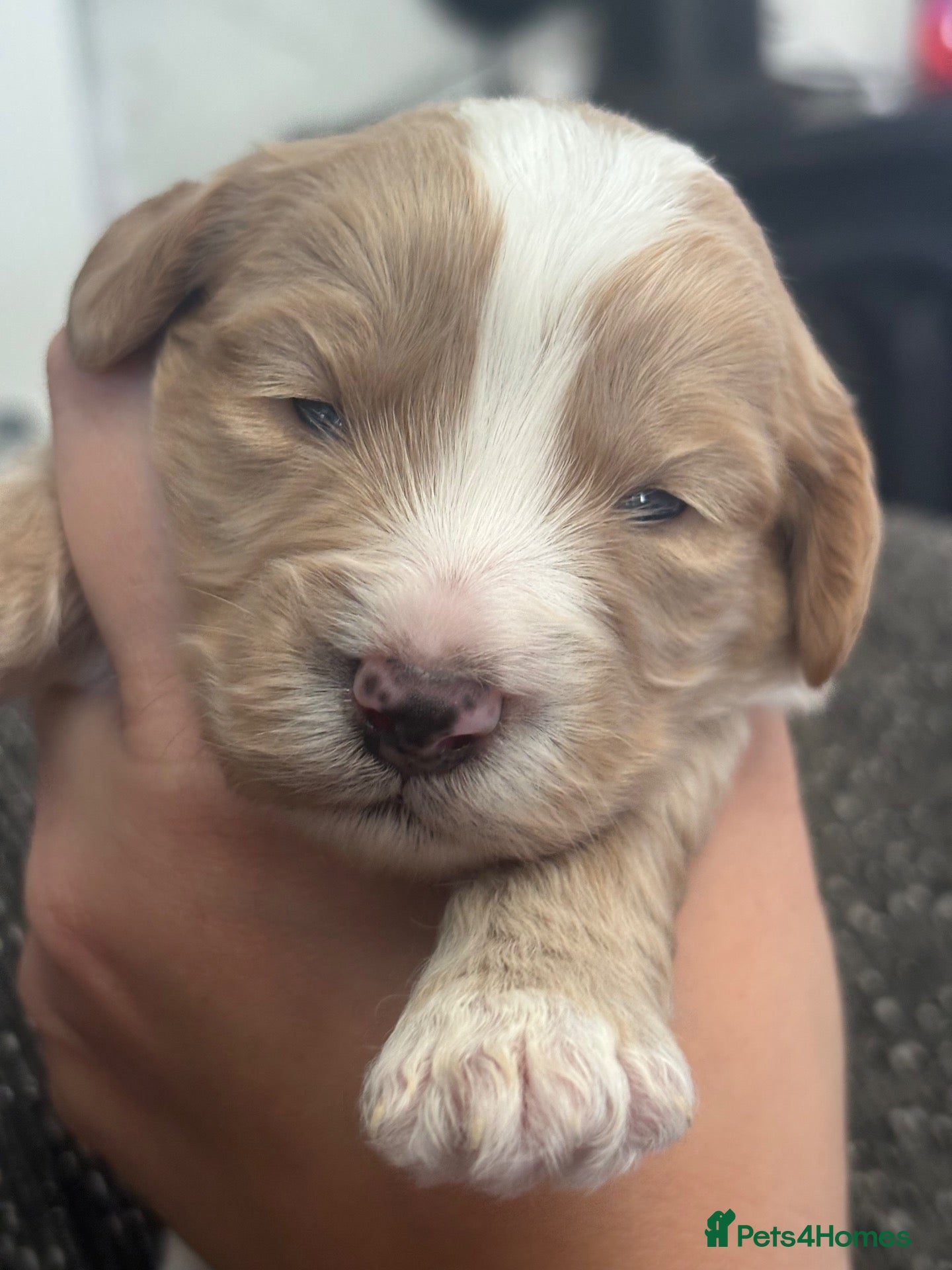 Cockapoo dogs **MINIATURE STUNNING COCKAPOO PUPPIES** - Advert 1