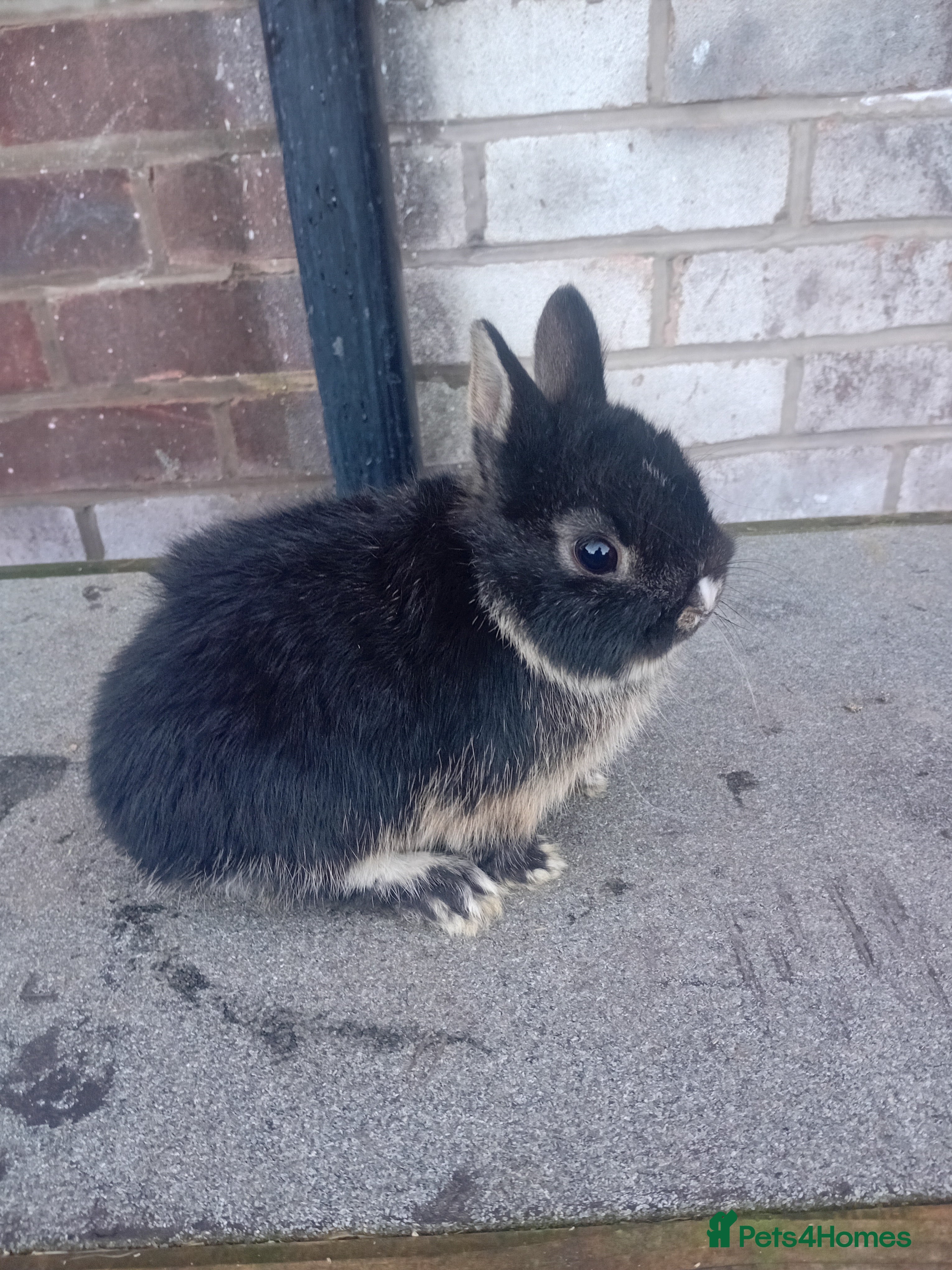 Netherland Dwarf rabbits Netherland dwarf baby rabbits  - Advert 3
