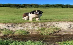 Saint Bernard dogs for sale: Stunning KC reg Saint Bernard puppies  - Image 20