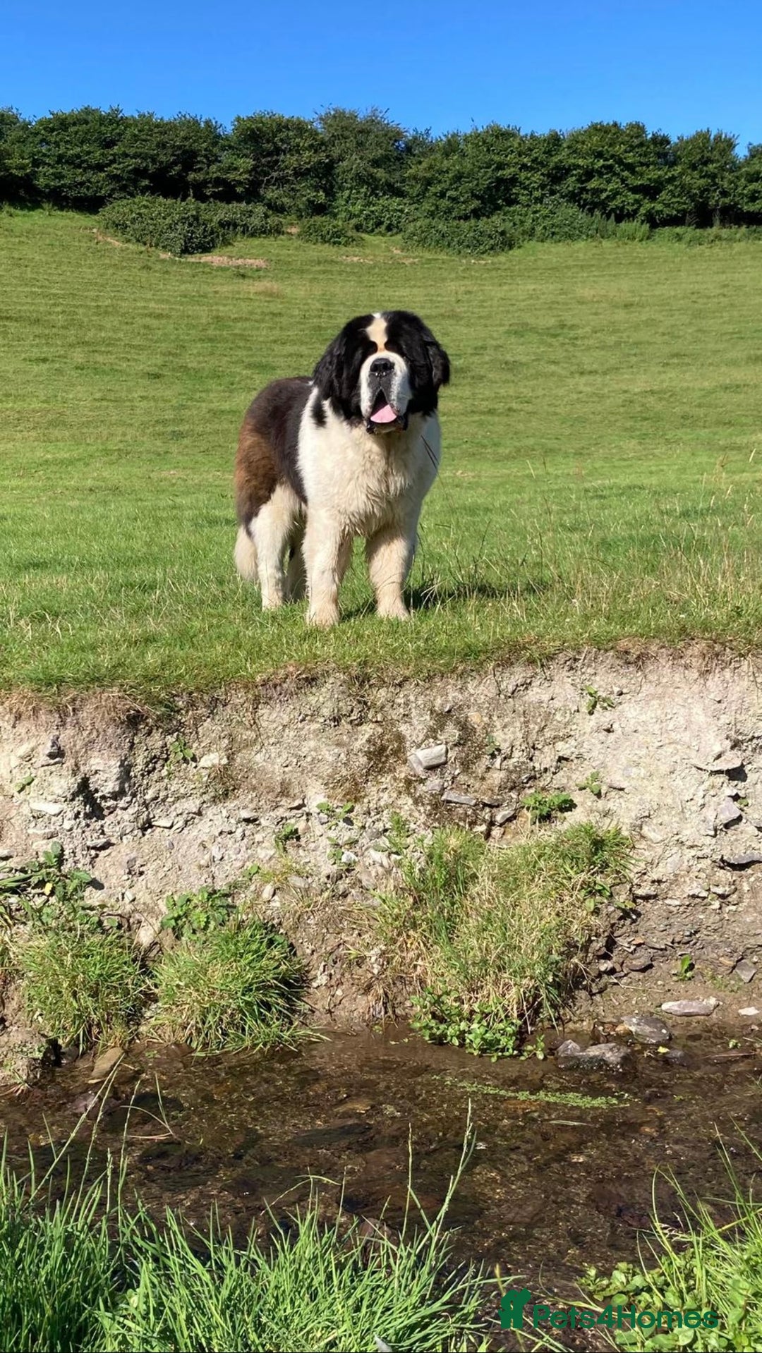 Saint Bernard dogs for sale: Stunning KC reg Saint Bernard puppies  - Image 20