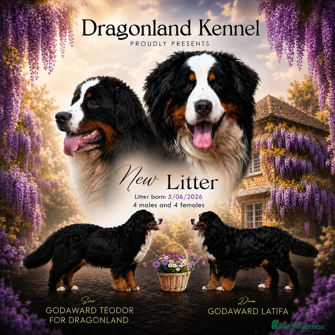 Bernese Mountain Dog dogs for sale: KC REGISTERED BERNEESE PUPPIES  - Advert 1