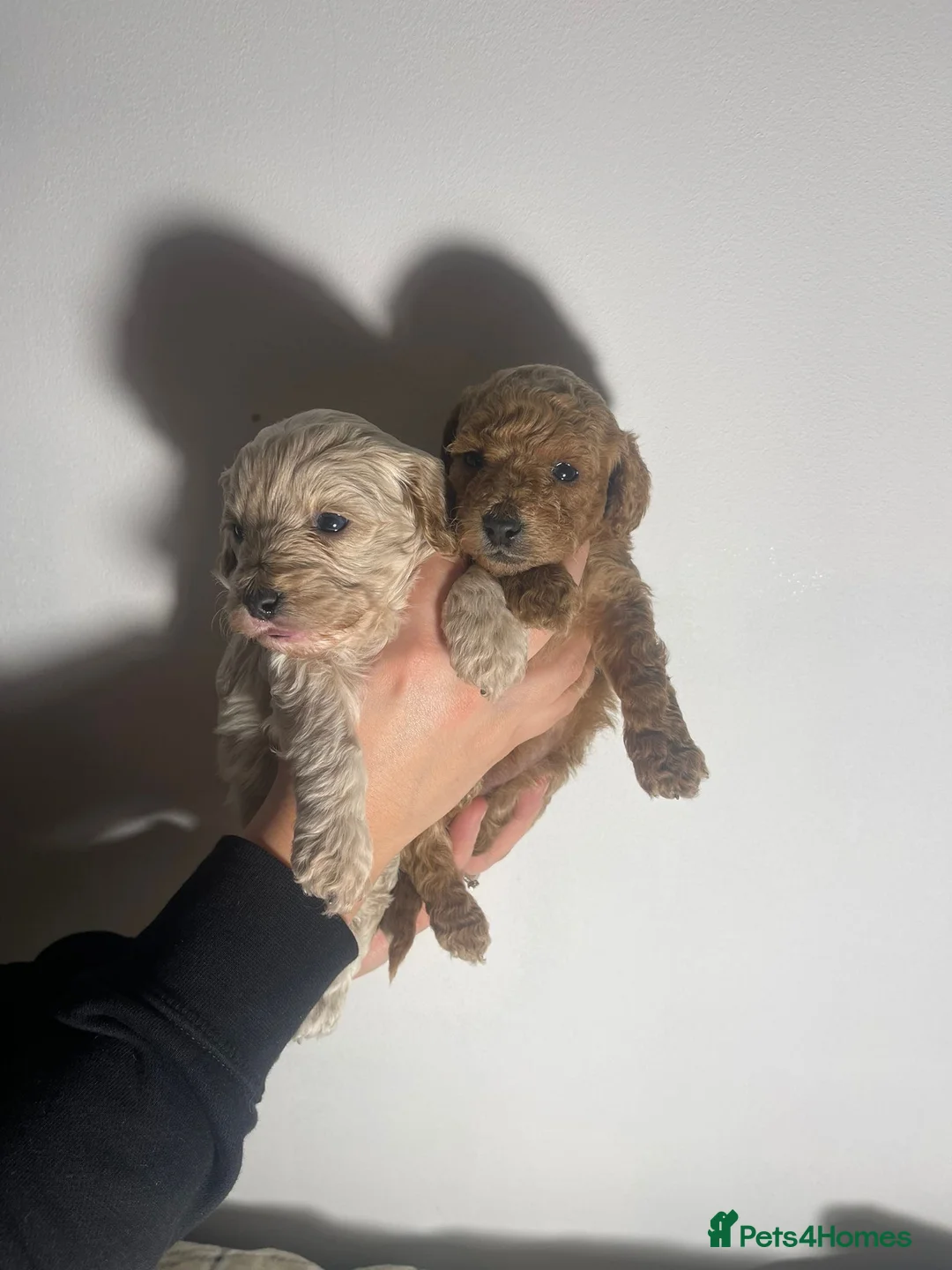 Cockapoo dogs for sale: ONLY TWO GIRLS LEFT BEAUTIFUL LITTER OF COCKAPOO  - Advert 19