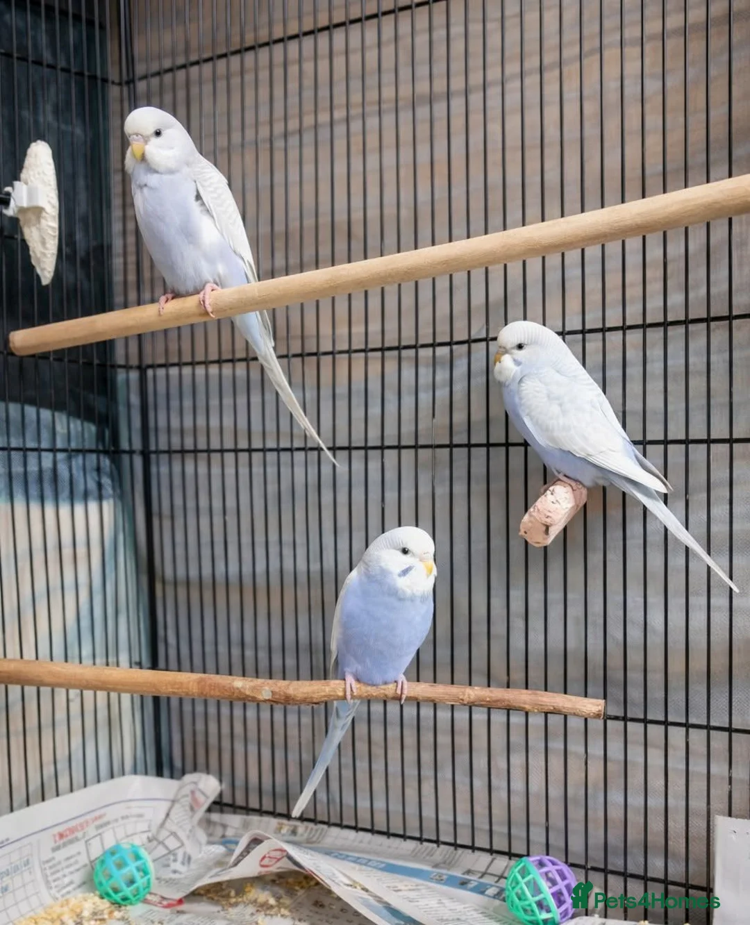 Budgerigars birds for sale: Baby budgies - Advert 2