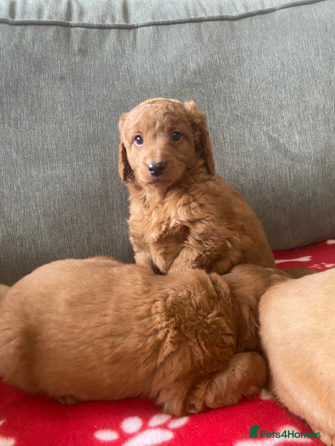 Cockapoo dogs for sale: Beautiful cockapoos - Advert 4