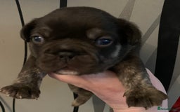 French Bulldog dogs for sale: French bulldogs need loving new homes - Advert 9