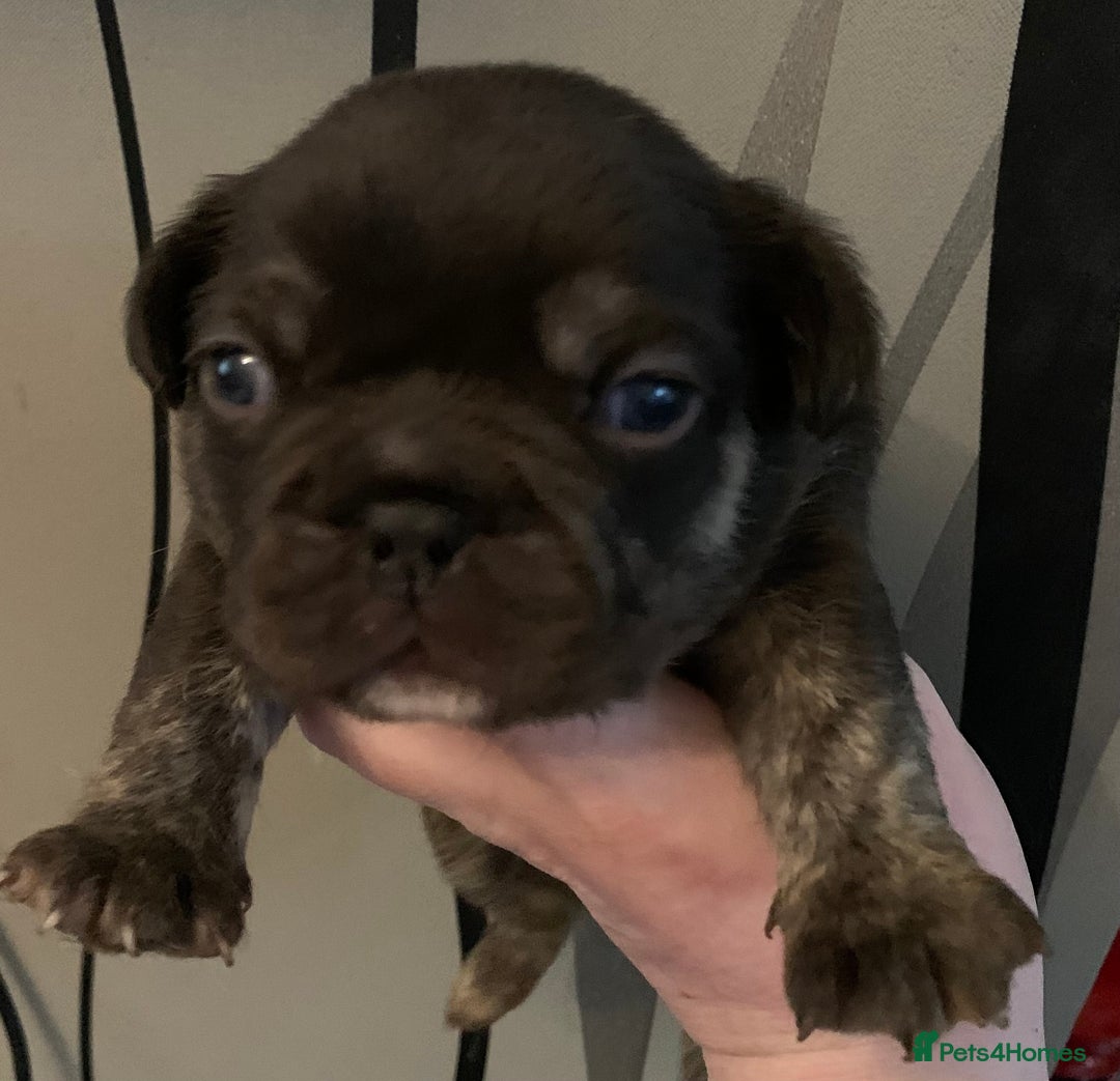 French Bulldog dogs for sale: French bulldogs need loving new homes - Advert 9