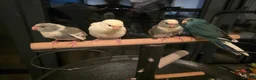 Parakeets birds for sale: Kakariki babies  - Advert 22