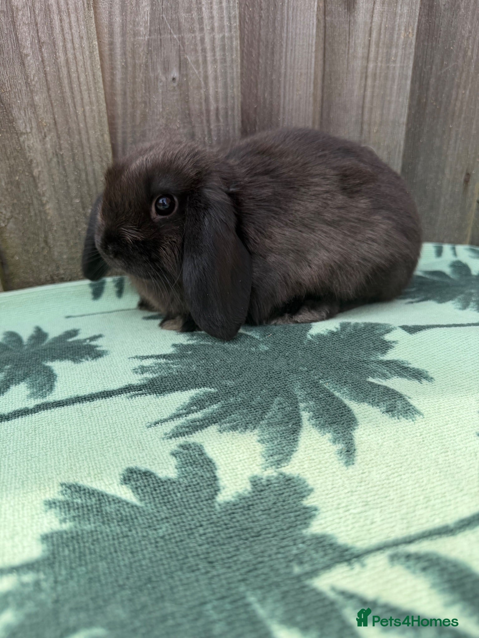 Mini Lop rabbits 2 Pure bred mini lops ready now - Advert 1