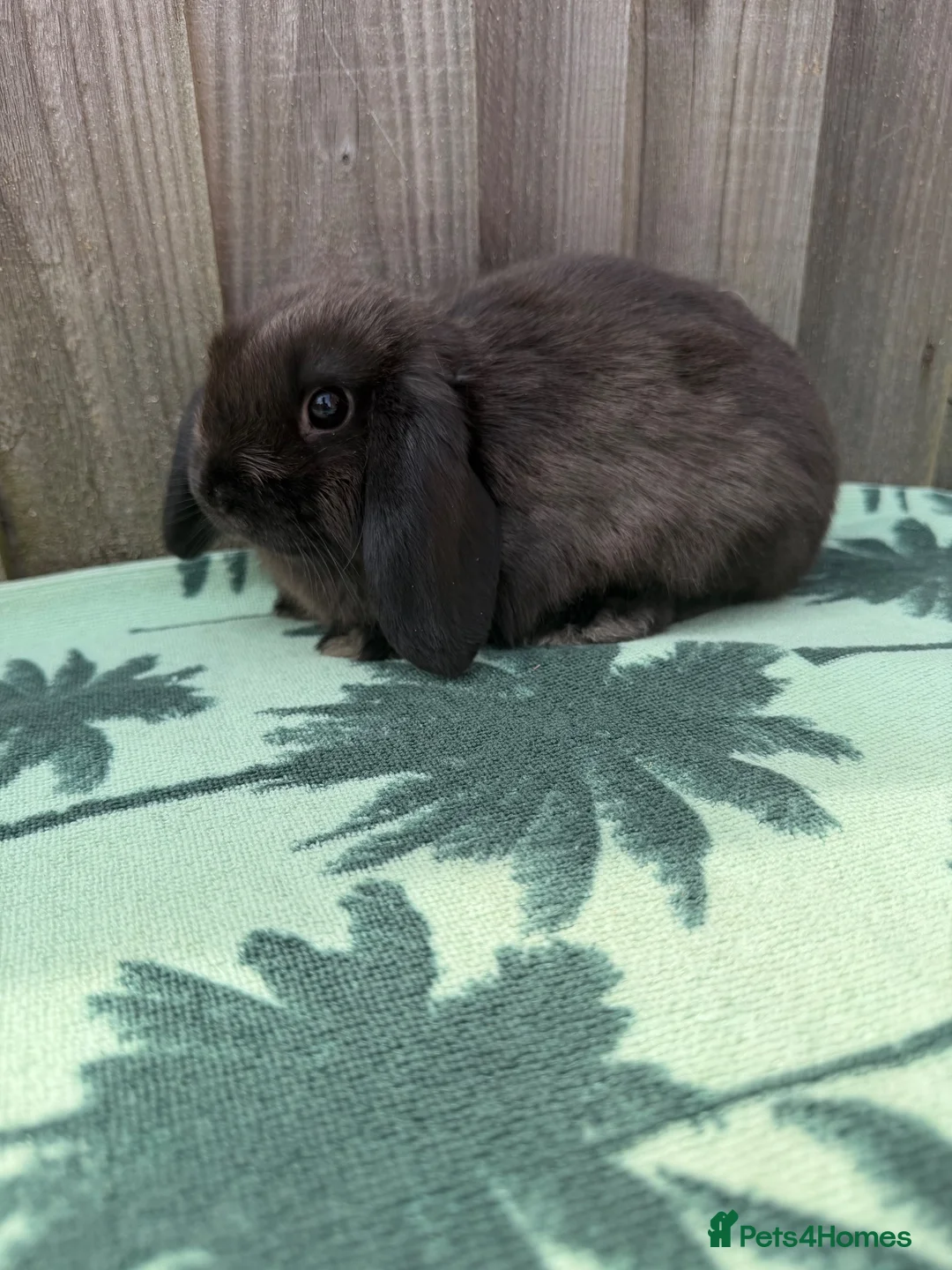 Mini Lop rabbits for sale: 2 Pure bred mini lops ready now - Advert 1